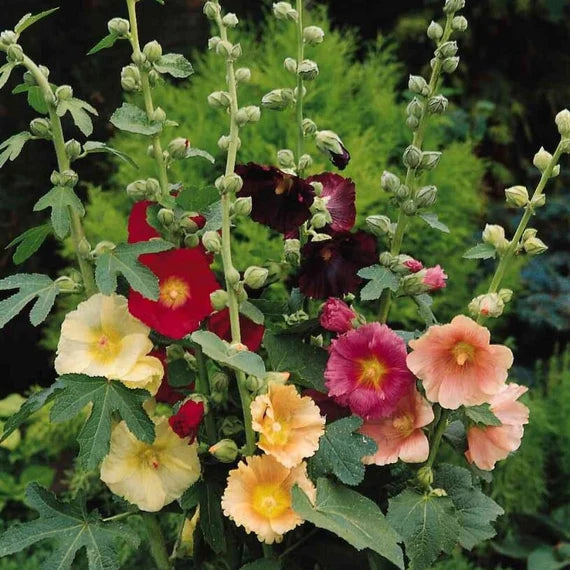 Hollyhock Mixture