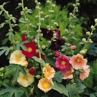 Hollyhock Mixture