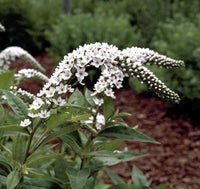 Gooseneck Loosestrife