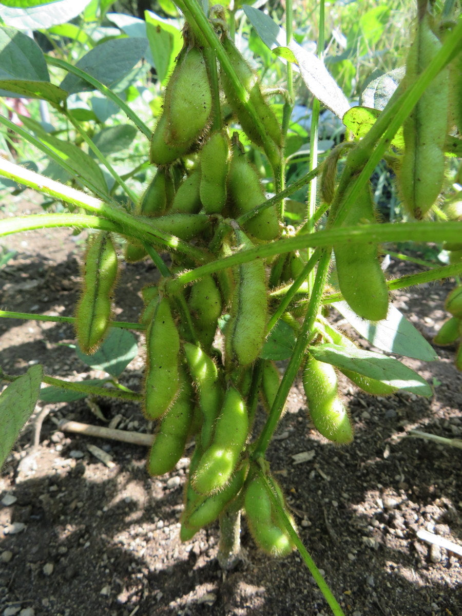 Envy – Soybean Seed
