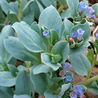 Mertensia Maritima Herb Seeds – Heirloom, Non-GMO, Oyster Leaf Seeds for Unique Garden Planting