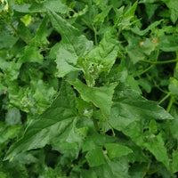 Henry Green Plant Seeds for Planting – Organic, Heirloom, Non-GMO Garden Seeds