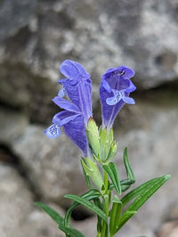 Dracocephalum Flower Seeds – Heirloom Non-GMO Dragonhead Blooms for Pollinator-Friendly Garden Planting