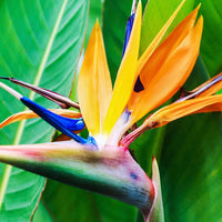 Heirloom Non-GMO Paradise Flower Seeds | Exotic Bird of Paradise Flower Seeds for Tropical Gardens