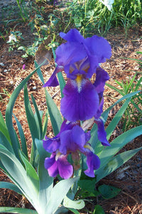 Out of Control Bearded Iris