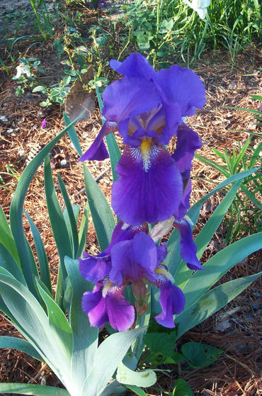 Out of Control Bearded Iris