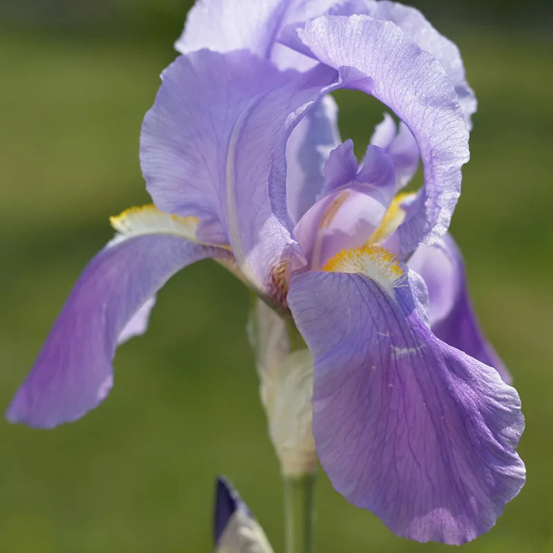 Pallida Variagata Gold Iris