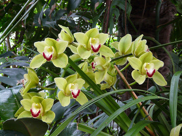 Green Cymbidium Orchid Seeds - Heirloom Non-GMO Planting Flower Seeds