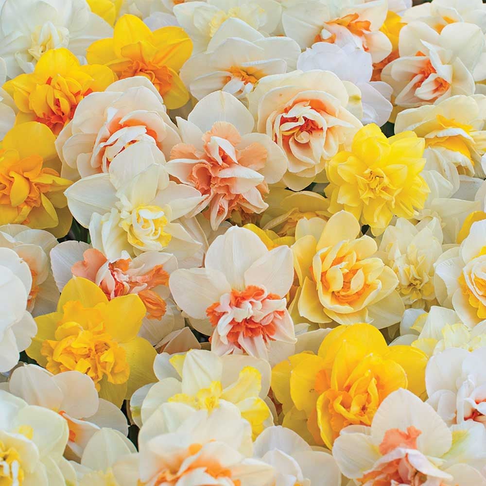 Double Daffodil- Mixed