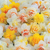 Double Daffodil- Mixed