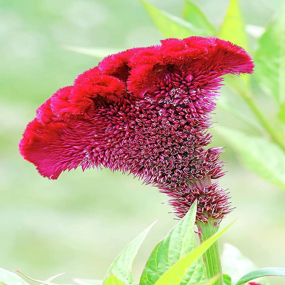 Celosia Cockscomb Dwarf Cristata Mixed Color Flower Seeds