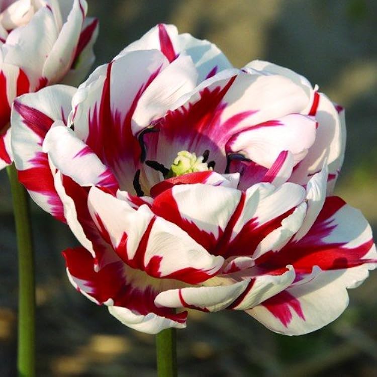 Carnaval de Nice Tulip Seeds