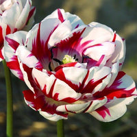 Carnaval de Nice Tulip Seeds