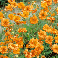 Princess Juliana Geum