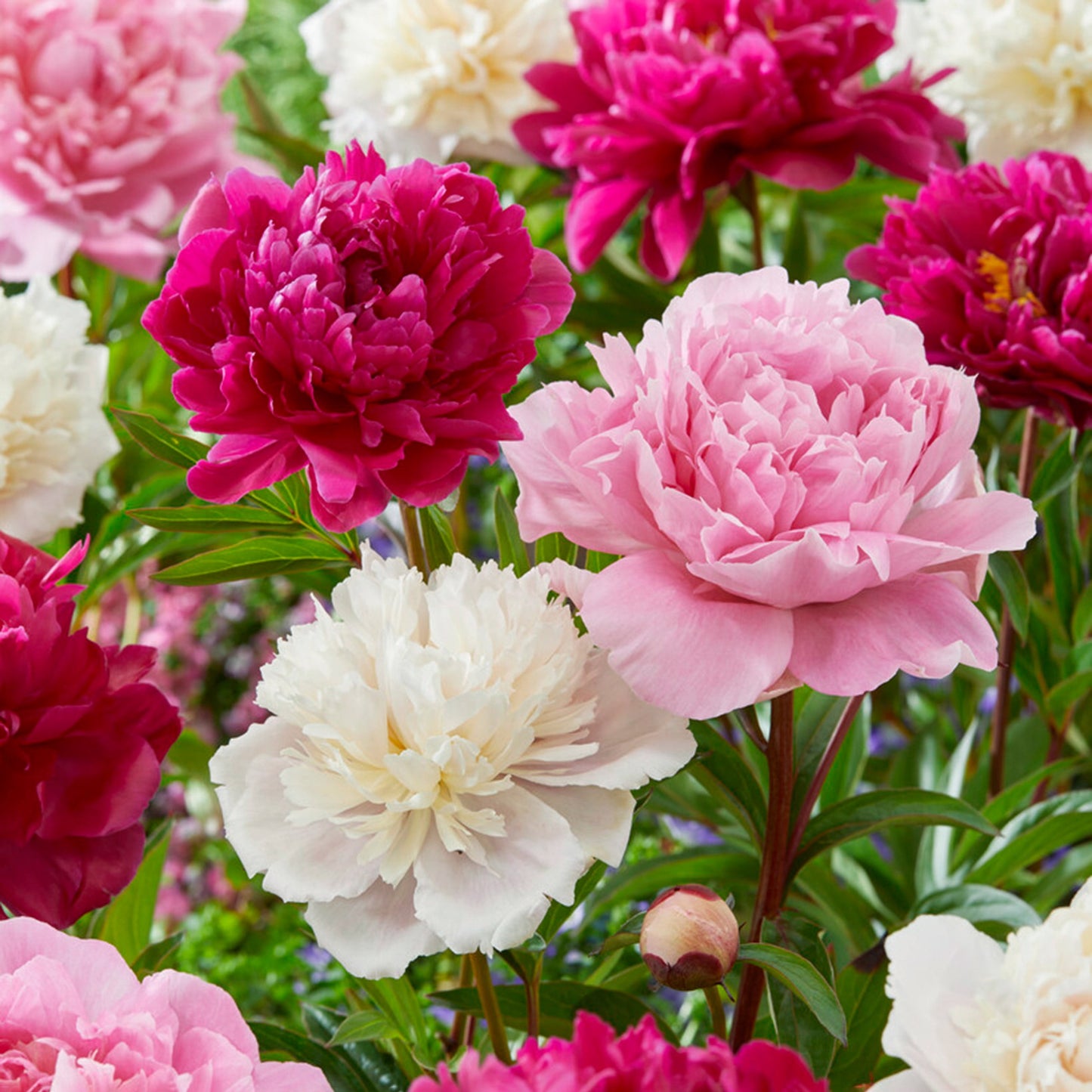 Peony Mixture Super Sak