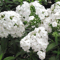 Cottage Garden Phlox Tree Collection
