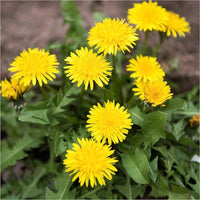 Heirloom Non-GMO Taraxacum Flower Seeds for Garden Planting – Medicinal Dandelion Blooms