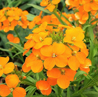 Erysimum Flower Seeds – Heirloom, Non-GMO, Colorful Wallflower Blooms for Garden Planting