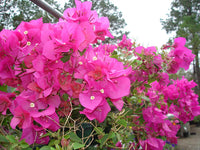 Pink Bougainvillea Flower Seeds for Planting – Tropical Vine Seeds, Heirloom & Non-GMO Garden Seeds