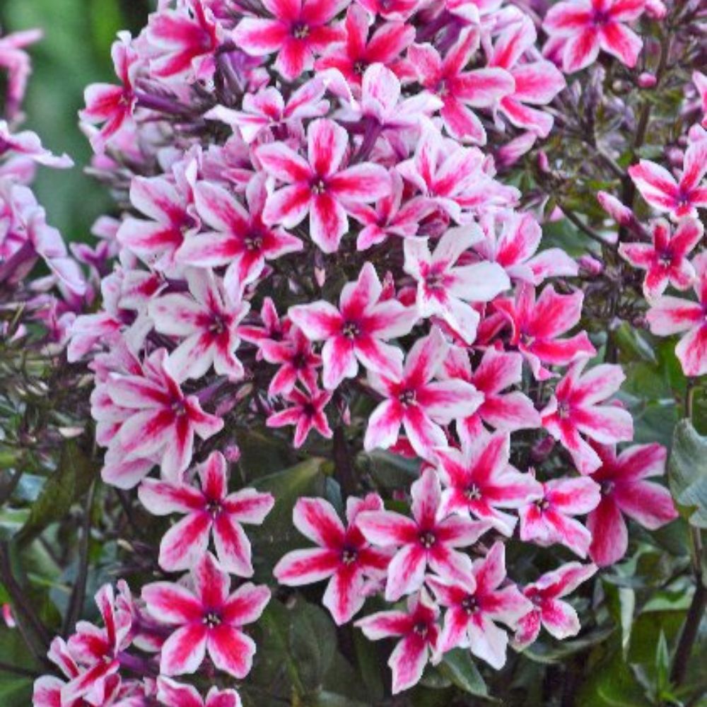 Palmyra Phlox
