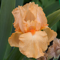 Many Mahalos Reblooming Bearded Iris
