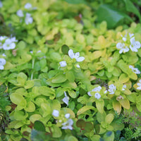 Heirloom Non-GMO Green Veronica Repens Plant Seeds for Ground Cover and Rock Garden Planting