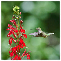 Heirloom Non-GMO Cardinal Flower Seeds for Garden Planting – Vibrant Red Hummingbird Blooms