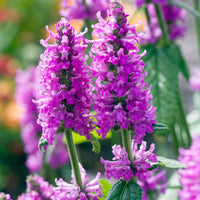 Organic Purple Stachys Plant Seeds for Planting – Heirloom, Non-GMO