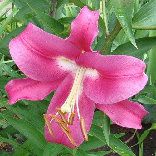 Robina Lily Tree Seeds