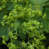 Alchemilla Mollis Green Seeds for Planting – Organic, Heirloom, Non-GMO