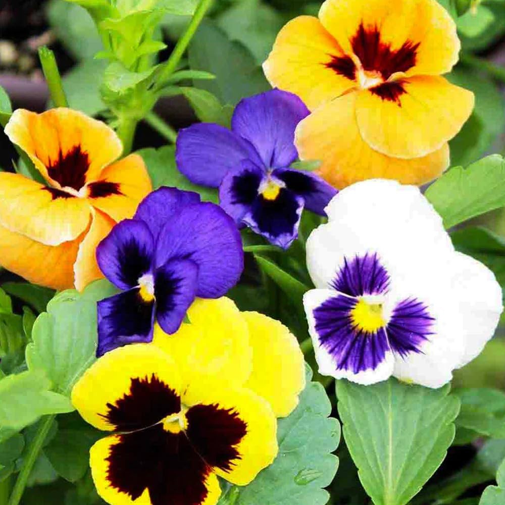 Pansy- Swiss Giant Florist Mix