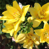 Double Asiatic Lily- Fata Morgana