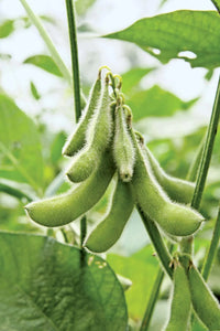 Chiba Green – Organic Soybean Seed