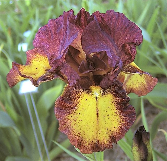 Red Hot Chili Reblooming Bearded Iris
