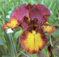 Red Hot Chili Reblooming Bearded Iris