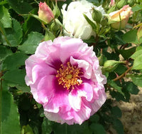 Easy on the Eyes Shrub Rose