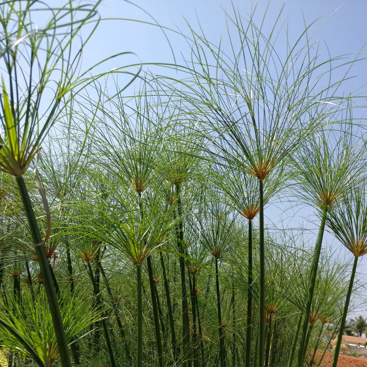 Heirloom Non-GMO Green Cyperus Papyrus Flower Seeds for Ornamental Water Garden Planting
