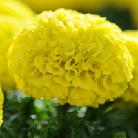 Marigold, African- Calando Mix