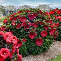 Blackberry Merlot Hibiscus