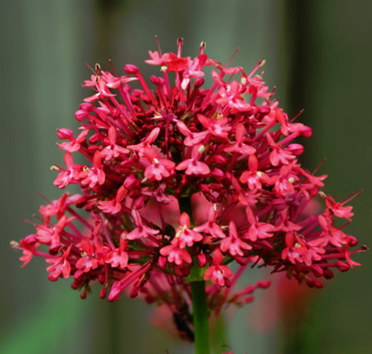 Red Valerian