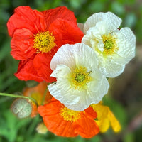 Iceland Poppy- Festival Mix