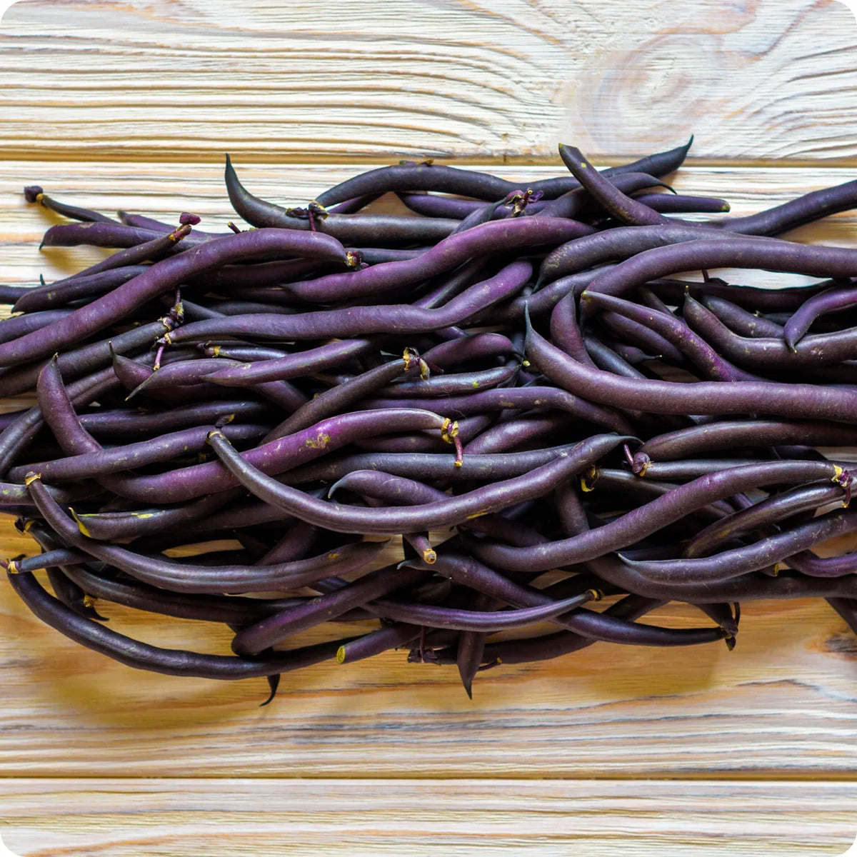 Dwarf Velour French Bean Seeds