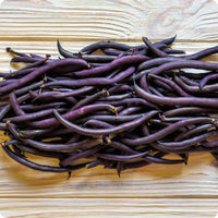 Dwarf Velour French Bean Seeds