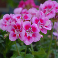 Heirloom Non-GMO Geranium Pelargonium Flower Seeds for Planting – Vibrant Colorful Garden Blooms