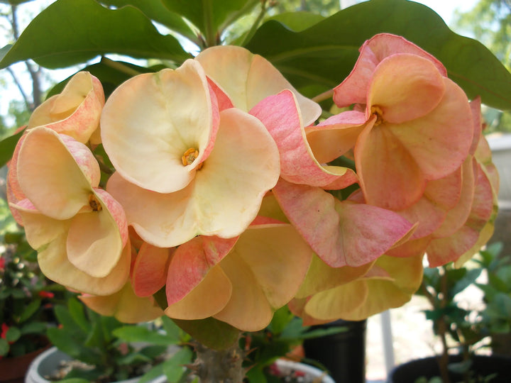 Heirloom Pale Pink Euphorbia Milii Flower Seeds for Planting, Non-GMO