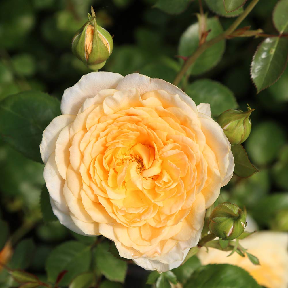 Edith's Darling Shrub Rose