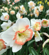 Night Cap Daffodil Seeds