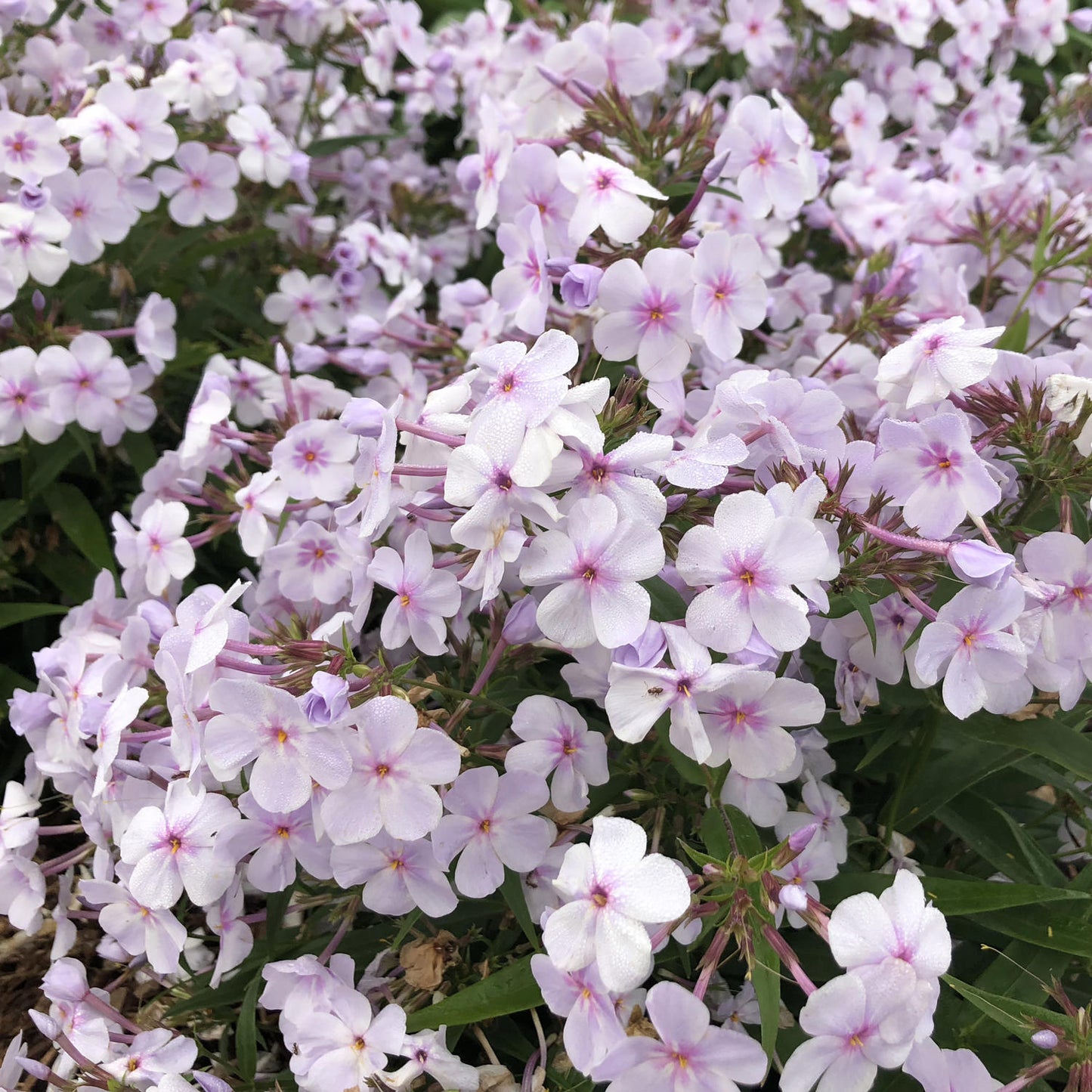 Opening Act Pink-a-Dot Reblooming Phlox