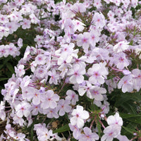Opening Act Pink-a-Dot Reblooming Phlox