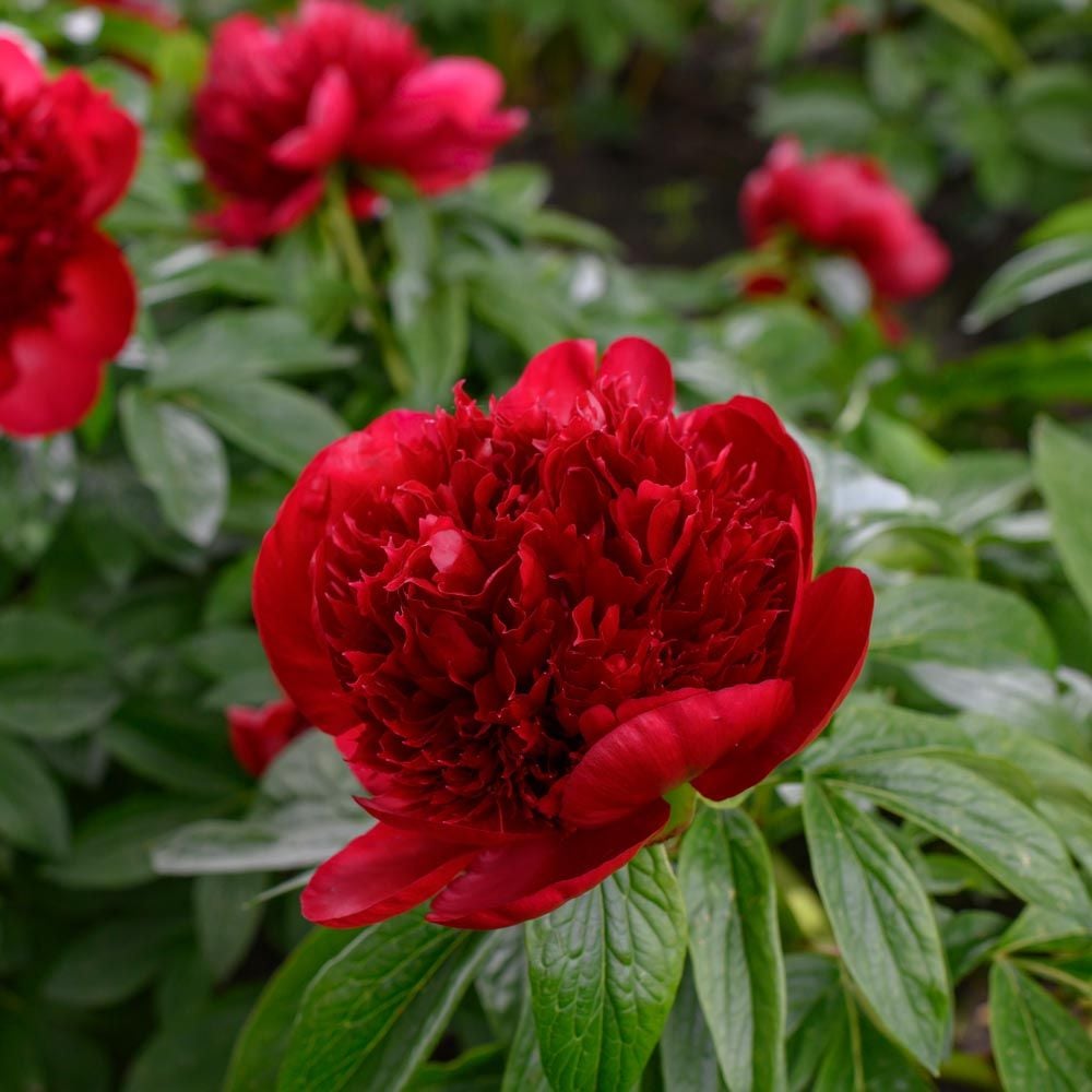 Red Charm Peony